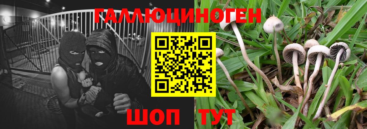 Галлюциногенные грибы Psilocybine cubensis Белогорск